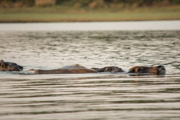 Thaise moeras buffel zwemmen in het meer. — Stockfoto