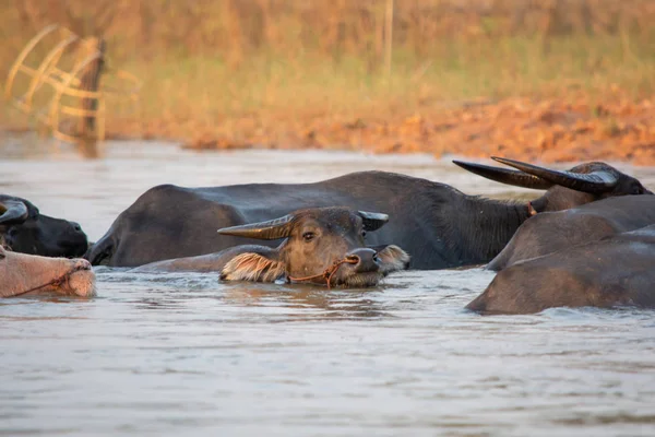 Tailandês pântano búfalo nadando no lago . — Fotografia de Stock