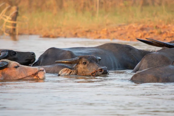 Thaise moeras buffel zwemmen in het meer. — Stockfoto