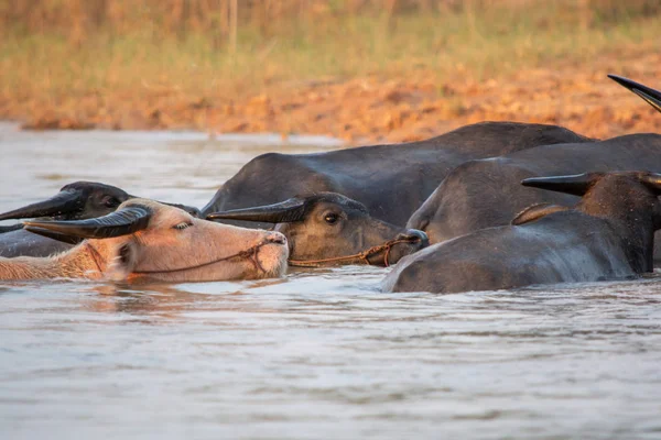 Thaise moeras buffel zwemmen in het meer. — Stockfoto