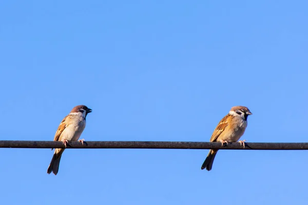 麻雀鸟坐在电缆与蓝天背景 — 图库照片