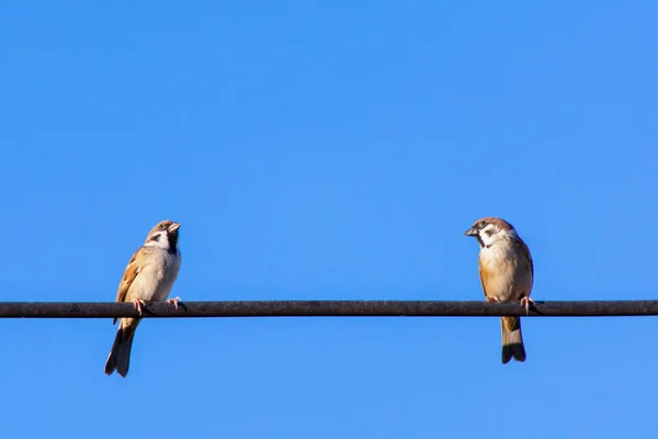 麻雀鸟坐在电缆与蓝天背景 — 图库照片