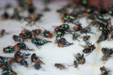 Fly Grubu, yapışkan sinek kağıt tuzak üzerinde housefly ölü