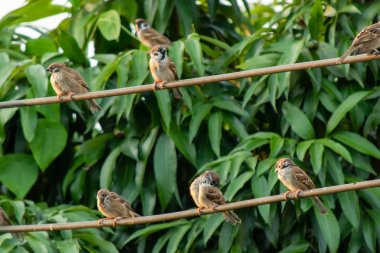 Gree arka planda elektrik kablosu üzerinde oturan serçe kuş