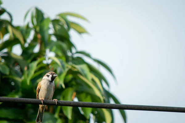 Sparrow bird sitting on electric cable on the background of gree — Stock Photo, Image