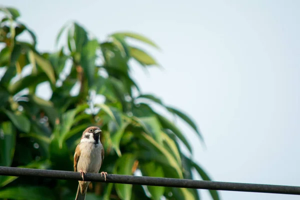 Sparrow Bird sitter på elkabel på bakgrund av Gree — Stockfoto