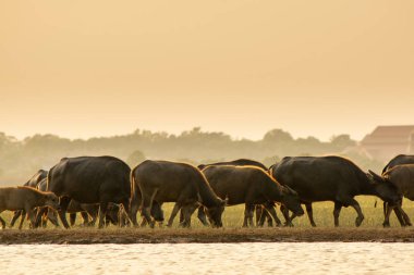 Lagün etrafında turba bataklık Tay bataklık bufalo 