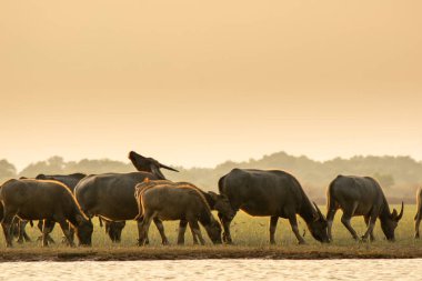 Lagün etrafında turba bataklık Tay bataklık bufalo 
