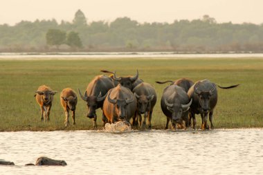 Lagün etrafında turba bataklık Tay bataklık bufalo 