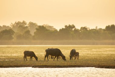 Lagün etrafında turba bataklık Tay bataklık bufalo 