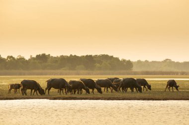 Lagün etrafında turba bataklık Tay bataklık bufalo 