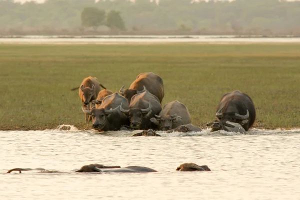Thaise moeras buffel in veenmoeras rond lagune — Stockfoto