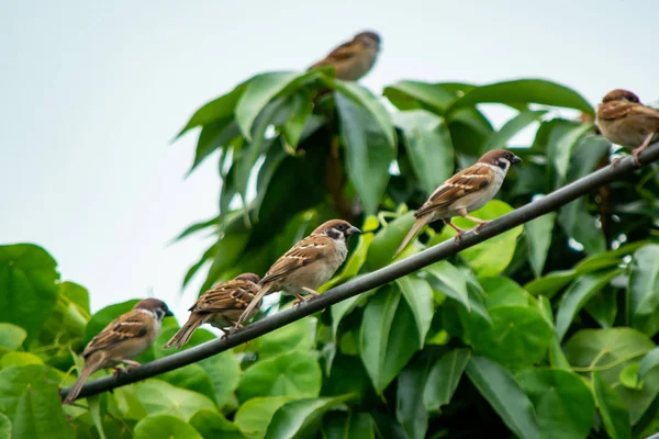 Sparrow Bird sitter på elkabel på bakgrund av Gree — Stockfoto