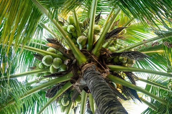 coconut tree and coconut fruits hanging on tree view from under