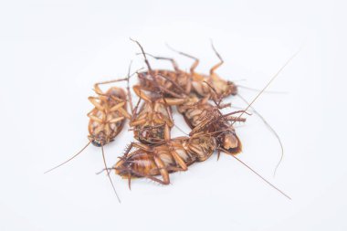 Beyaz arka plan üzerinde izole grup ölü Hamam böcekleri