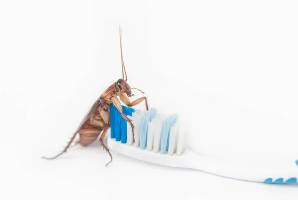 Cockroaches on toothbrush isolated on white background. — Stock Photo, Image