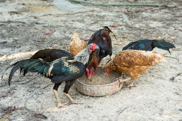 Pollos de granja comiendo arroz y salvado para bandeja de comida —  Fotos de Stock