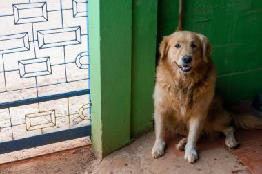 Yakın altın Retriever köpek ön kapı tutmak