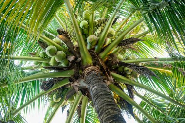 coconut tree and coconut fruits hanging on tree view from under clipart
