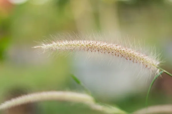 Zamknij desho trawy lub pennisetum pedicellatum — Zdjęcie stockowe