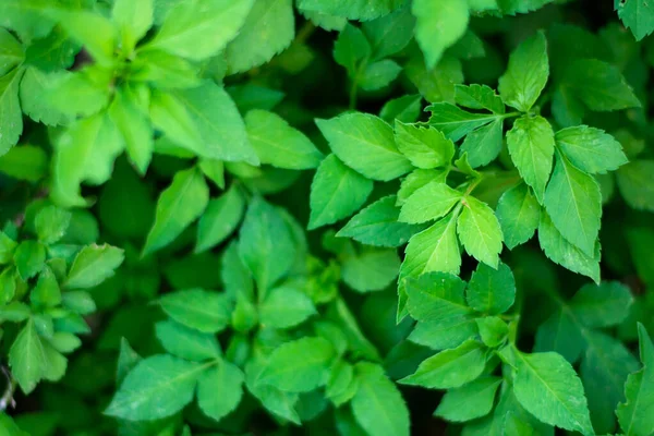 Green leaves background. Flat lay. top view shot with copy space — Stock Photo, Image