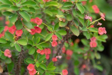 Dikenli kırmızı taç, İsa Dikeni, Euphorbia Milii Desmoul akıntısı