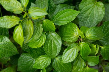 Wildbetal Leafbush (Piper sarmentosum Roxb) yeşil arkasını bırakır