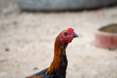 Kahverengi tavuk kafasının yakınına.