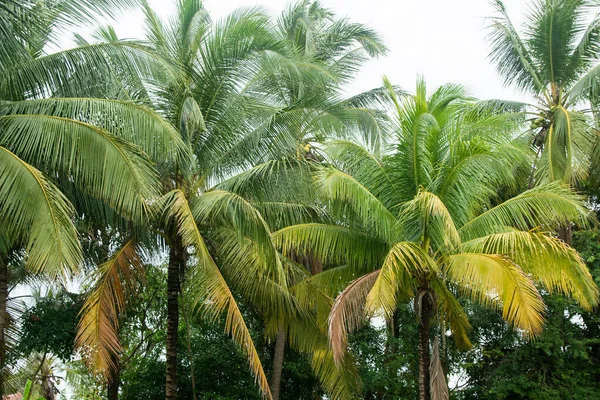 Kokosnoot boom en kokosnoot vruchten hangend aan boom — Stockfoto