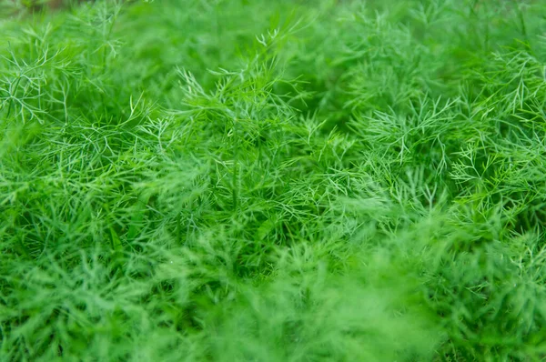 Arkaplan kullanımı için Dill bitkisi — Stok fotoğraf