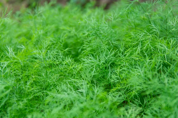 Arkaplan kullanımı için Dill bitkisi — Stok fotoğraf