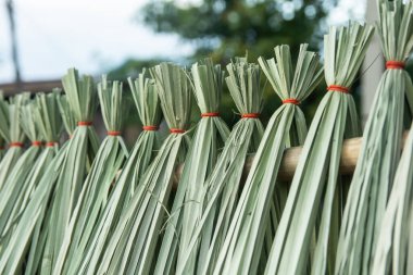 Cyperus imbricatus ya da sazlıklar için kurutulmuş sazlıklar.