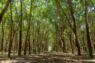 Bir sıra kauçuk ağacı. Lastik plantasyon arkaplanı