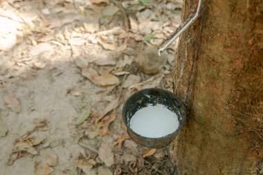 Lastik ağaç ve plastik kase kauçuk plantatla dolu.