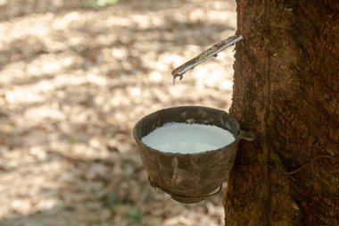Lastik ağaç ve plastik kase kauçuk plantatla dolu.