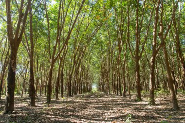 Bir sıra kauçuk ağacı. Lastik plantasyon arkaplanı