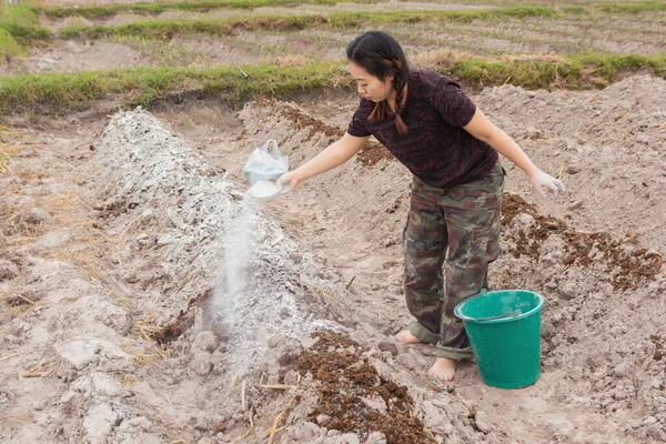 Woman gardeners put lime or calcium hydroxide into the soil to n — Stock Photo, Image