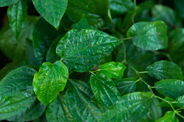 Hoja Wildbetal (Piper sarmentosum Roxb) hojas de fondo verde — Foto de Stock