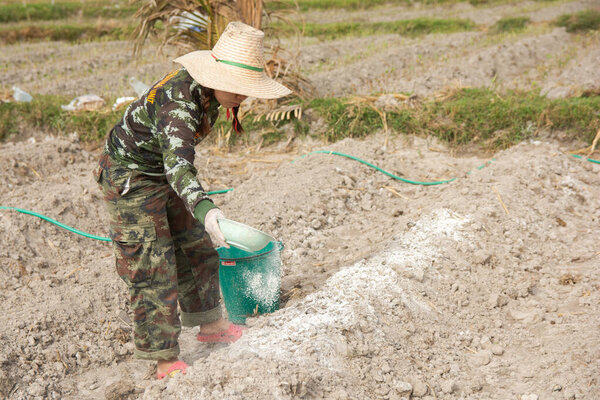 Woman gardeners put lime or calcium hydroxide into the soil to n