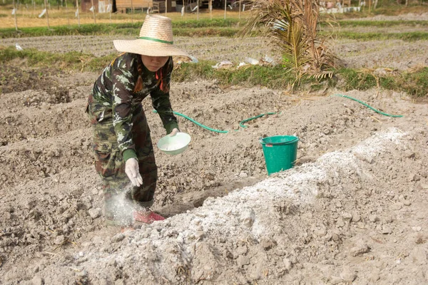 Woman gardeners put lime or calcium hydroxide into the soil to n — Stock Photo, Image