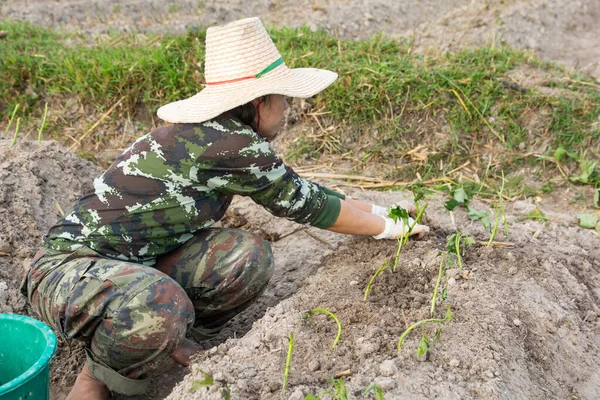 Gardener woman growing Sweet Potatoes in her garden — Stock Photo, Image