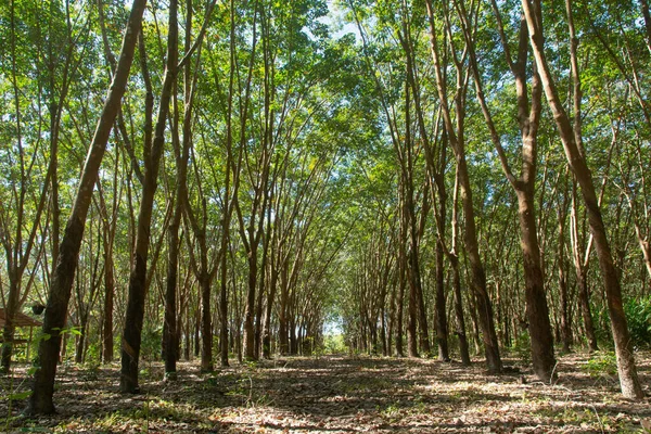 Rij van para rubberboom. Rubber plantage achtergrond — Stockfoto