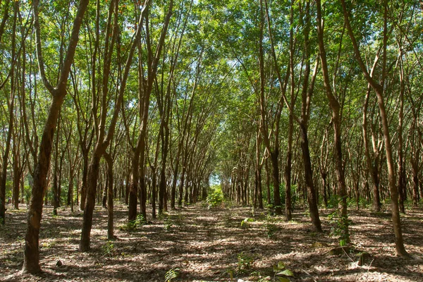 Rij van para rubberboom. Rubber plantage achtergrond — Stockfoto