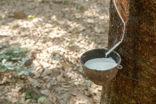 Rubber tree and plastic bowl filled with latex in rubber plantat