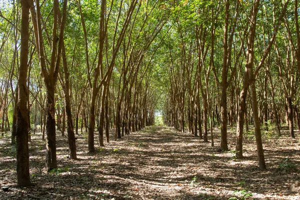 Rij van para rubberboom. Rubber plantage achtergrond — Stockfoto