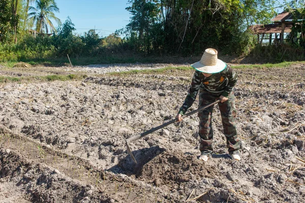 Jardinero mujer sosteniendo azada. hacer huerta para la olla dulce — Foto de Stock