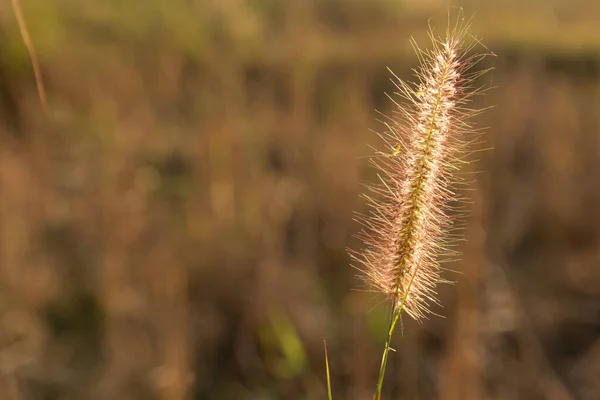 Desho gräs, Pennisetum pedicellatum och solljus från solnedgången — Stockfoto