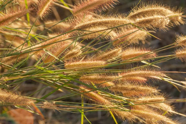 Hierba desho, Pennisetum pedicellatum y la luz del sol desde el atardecer — Foto de Stock