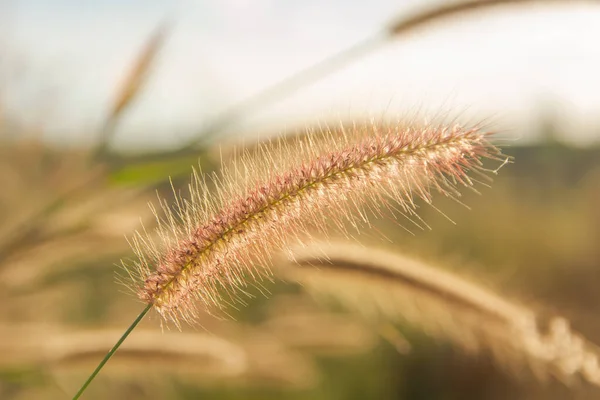 Desho trawa, Pennisetum pedicellatum i światło słoneczne od zachodu słońca — Zdjęcie stockowe