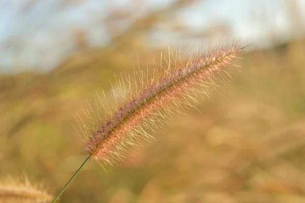 Desho rumput, Pennisetum pedicellatum dan sinar matahari dari matahari terbenam — Stok Foto